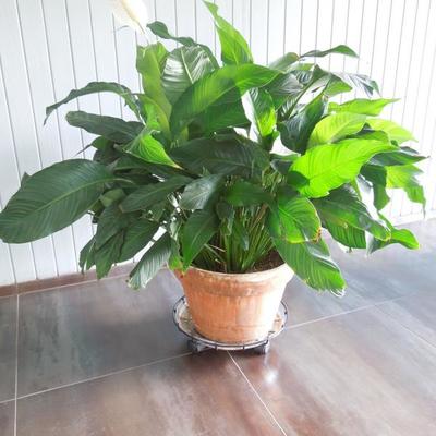 Lot 58:  Peace Lilly Plant in 15