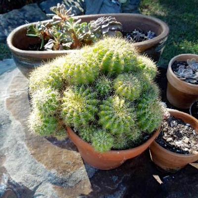 Lot 45: Five Succulent Potted Cactus