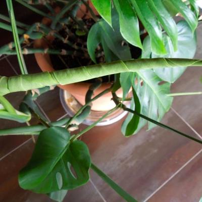 Lot 135: Huge Philodendron Houseplant in Terra Cotta Pot