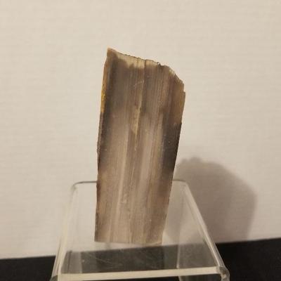 Awesome Piece Of Petrified Wood 4.5
