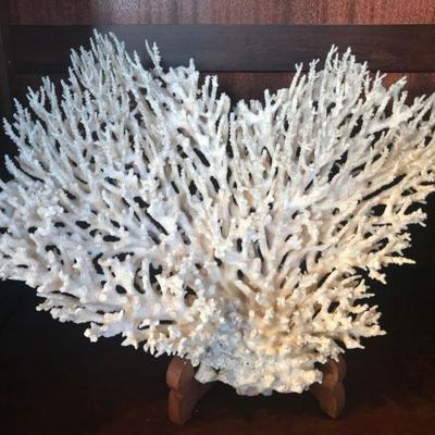 Coral w/ Stand