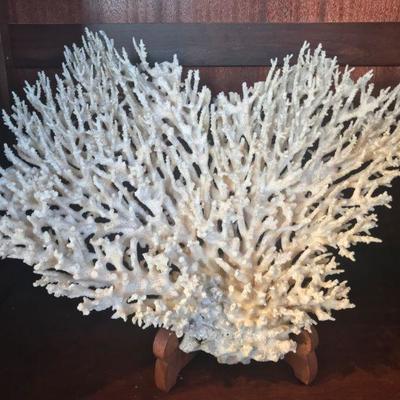 Coral w/ Stand