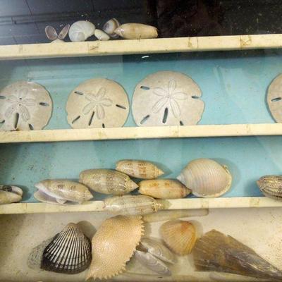 Lot 119: Small Display Case of NC Sea Shells