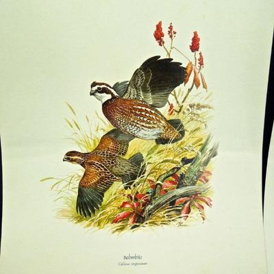 Lot 46: Vintage Field and Stream Portfolio of Game Birds and Bookends