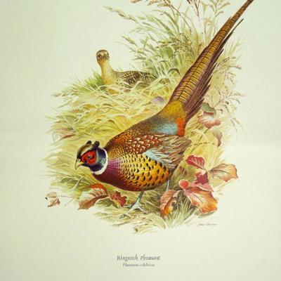 Lot 46: Vintage Field and Stream Portfolio of Game Birds and Bookends