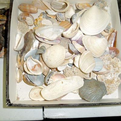 Lot 127: Large Collection of East Coast Sea Shells in Plastic Bin