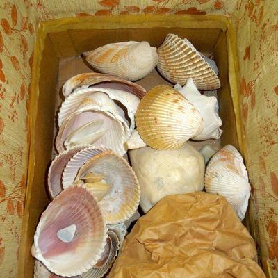 Lot 127: Large Collection of East Coast Sea Shells in Plastic Bin
