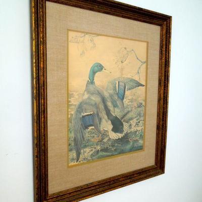 Lot 195: Framed Print Mallard duck by Sallie E. Middleton