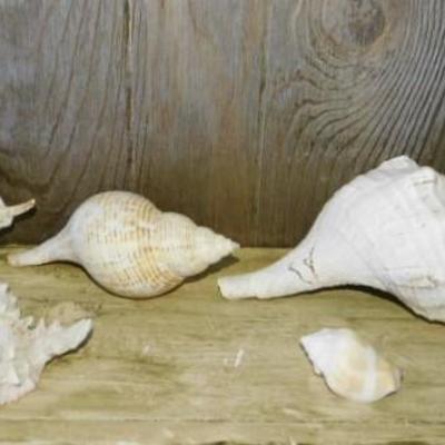Basket Full of Natural Conch Shells
