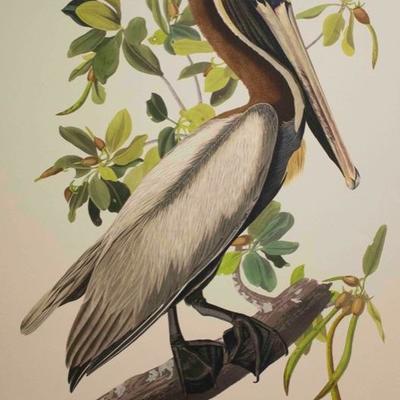 Audubon Havell, Brown Pelican 1999 Limited Edition of 150