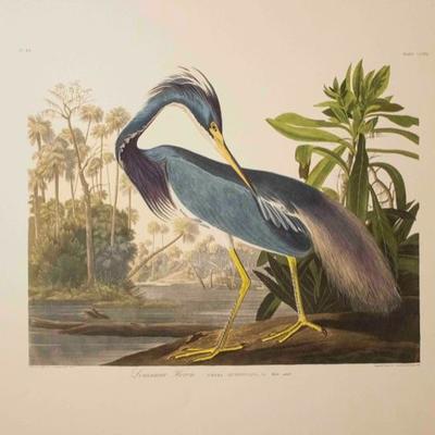 Audubon Havell, Louisiana Heron 1999 Limited Edition of 150