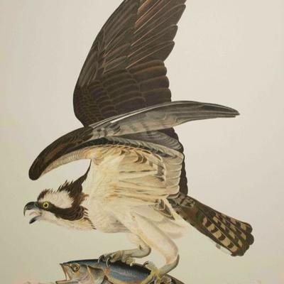 Audubon Havell, Fish Hawk, or Osprey 1999 Limited Edition of 150