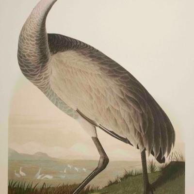 Audubon Havell, Hooping Crane 1999 Limited Edition of 150