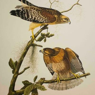 Audubon Havell, Red-shouldered Hawk 1999 Limited Edition of 150