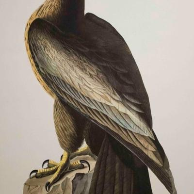 Audubon Havell, Bird of Washington 1999 Limited Edition of 150