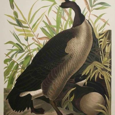Audubon Havell, Canada Goose 1999 Limited Edition of 150