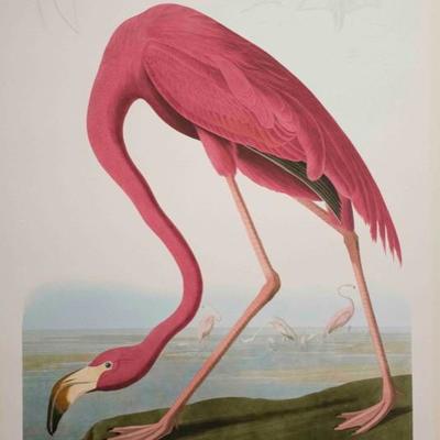 Audubon Havell, American Flamingo 1999 Limited Edition of 150