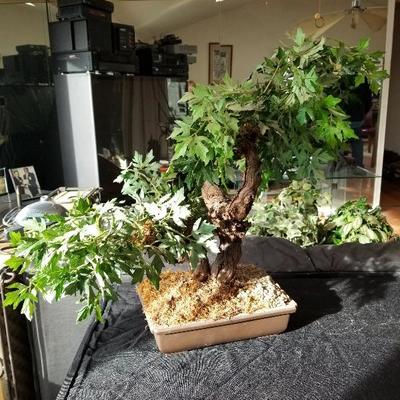 Bonsai Faux Plant, Outdoor Table & Mug Collection