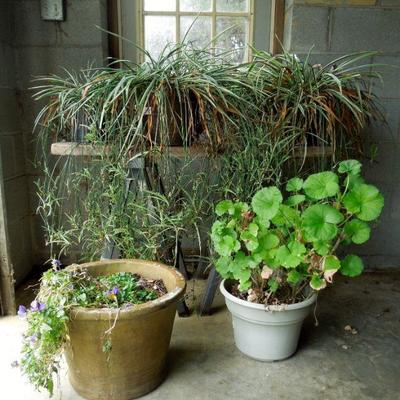 Lot 26: Five Live Potted Plants