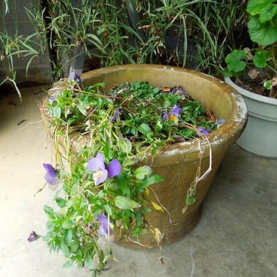 Lot 26: Five Live Potted Plants