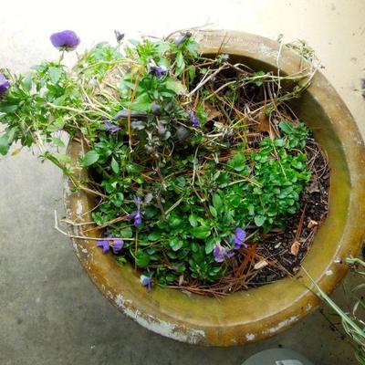 Lot 26: Five Live Potted Plants