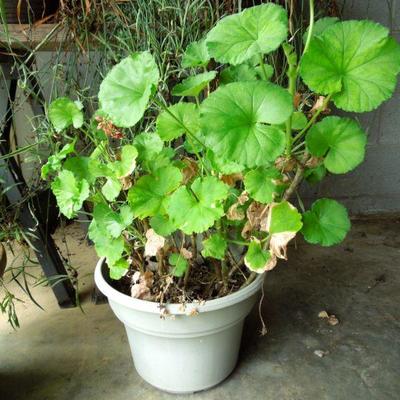 Lot 26: Five Live Potted Plants