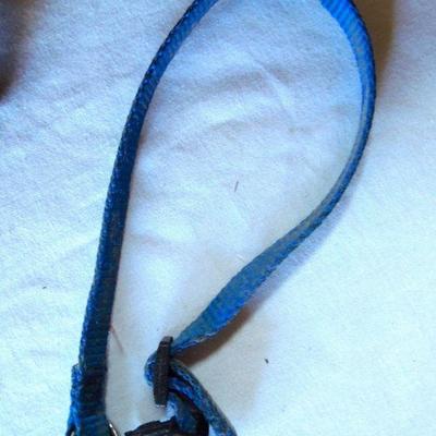 Lot 31: Doggie Care Essentials Leashes Collars