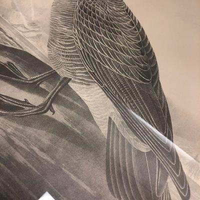 HUTCHINS Barnacle Goose - Black and white Audubon print
