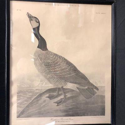 HUTCHINS Barnacle Goose - Black and white Audubon print