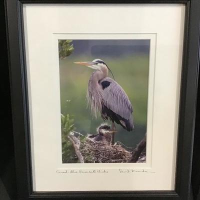 “Great Blue Heron with Chicks” photograph 