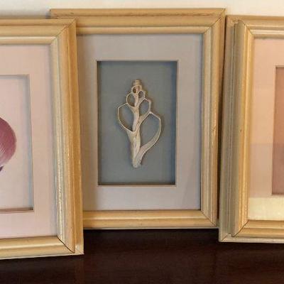 Lot #61 Cross section of Sea Shell, framed - set of 3 