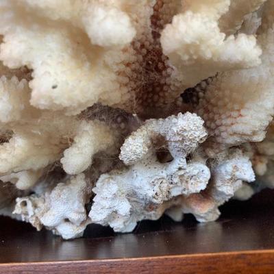 Large Coral