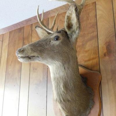 Vintage Deer Head Mount 8 Point with Side Turn (Resale Permit on File)