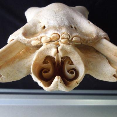 Lot 100: Genuine Warthog Skull with Tusks and Teeth