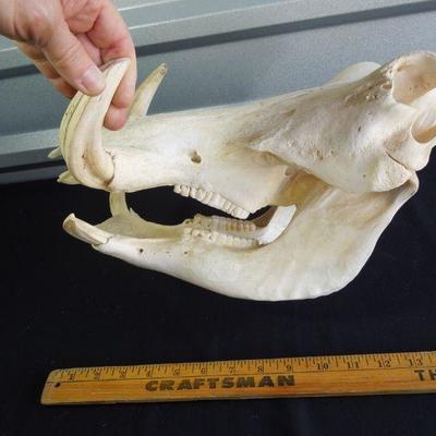 Lot 100: Genuine Warthog Skull with Tusks and Teeth
