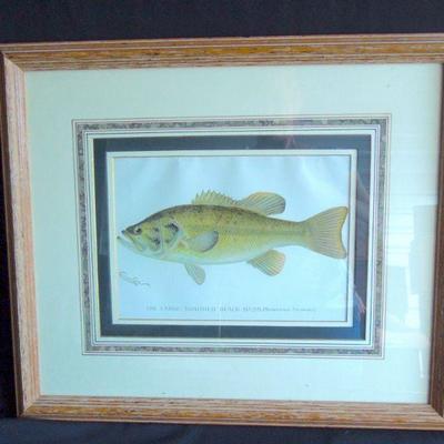 Lot 151: Original Sherman Denton Folio Fish White and Black Bass 1902 
