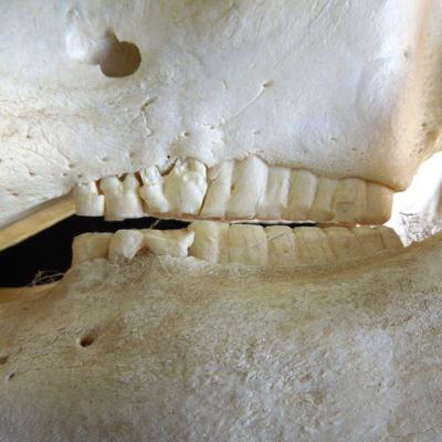 Lot 100: Genuine Warthog Skull with Tusks and Teeth