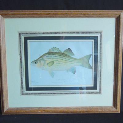 Lot 151: Original Sherman Denton Folio Fish White and Black Bass 1902 