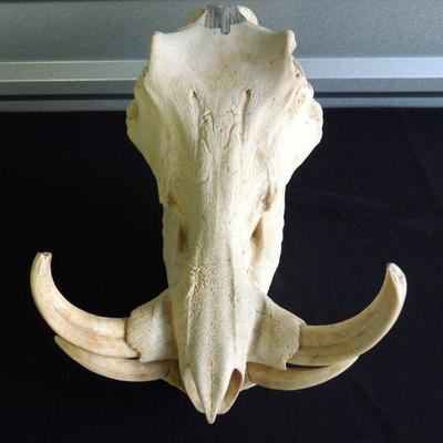 Lot 100: Genuine Warthog Skull with Tusks and Teeth