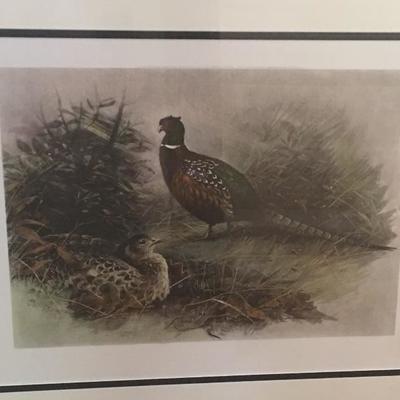 Lot 16 - Framed Pheasant Engraving