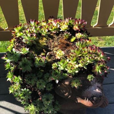 153:  Dog Planter with Succulents 