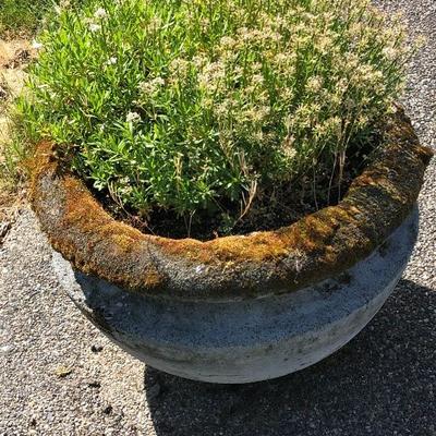 163:  Outdoor Cement Planter