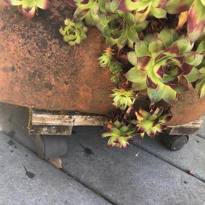 153:  Dog Planter with Succulents 