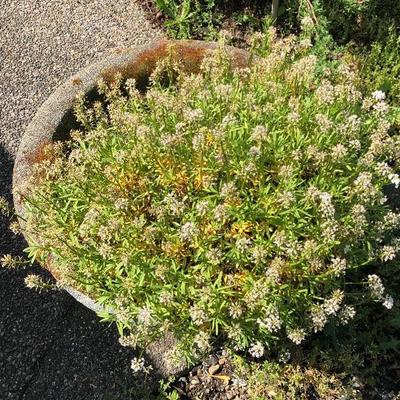 162:  Heavy Cement Planter 