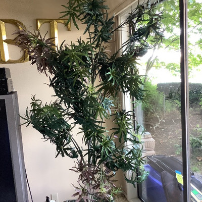 155 Large Artificial Maple Tree