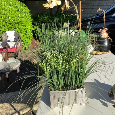 193 Three Artificial Plants and a Metal Dog Named Spike