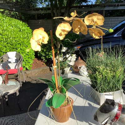 193 Three Artificial Plants and a Metal Dog Named Spike