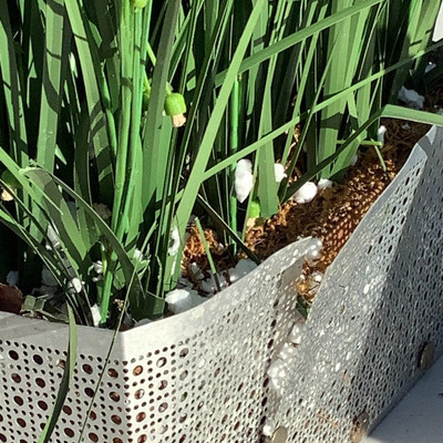 193 Three Artificial Plants and a Metal Dog Named Spike