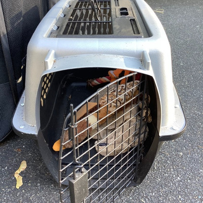 197 Dog Lot