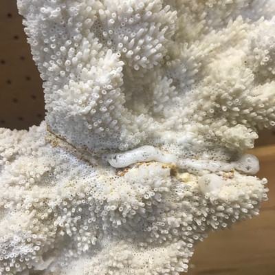Lot 37 - Large White Coral